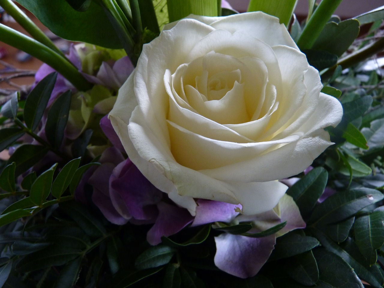white  rose  blossom free photo