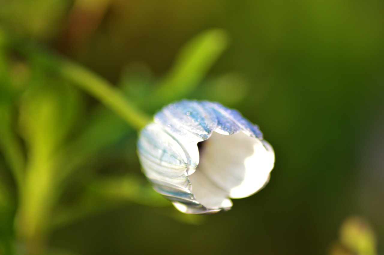 white  bud  nature free photo