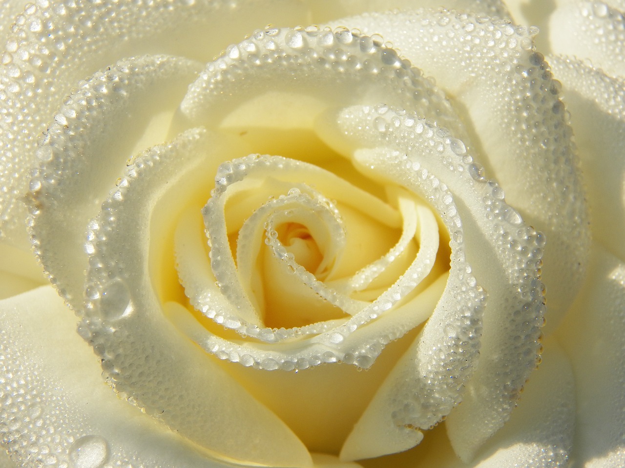 white  rose  from nature free photo