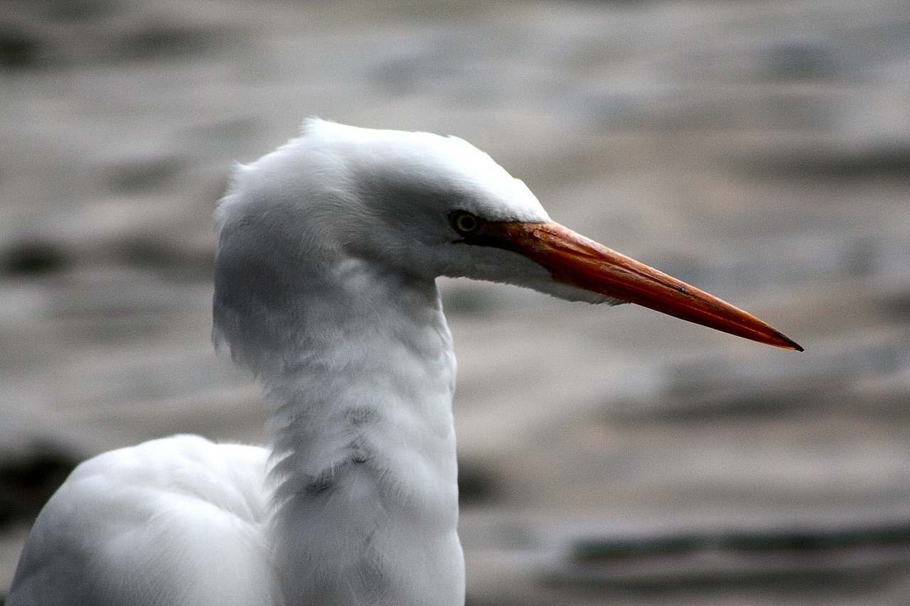 white  contrast  heron free photo