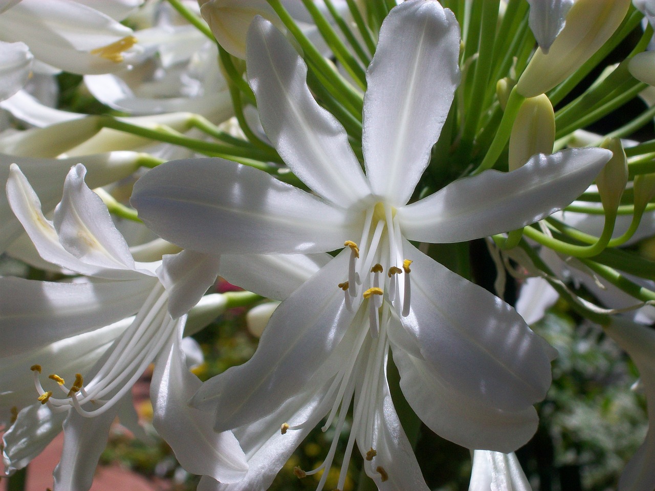 white  flower  nature free photo