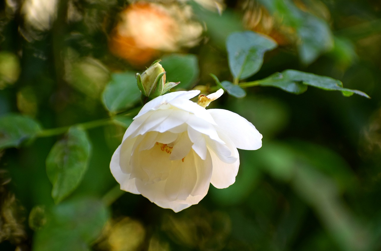 white  rose  flower free photo