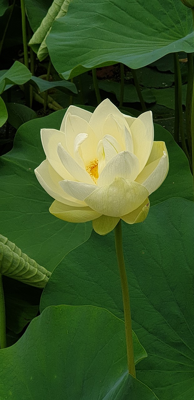 white  lotus  gardens free photo