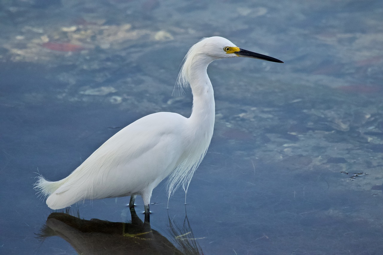 white  bird  water free photo