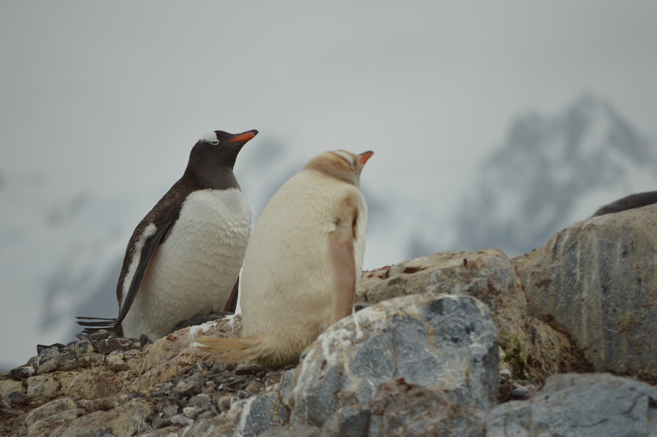 white  black  antarctica free photo