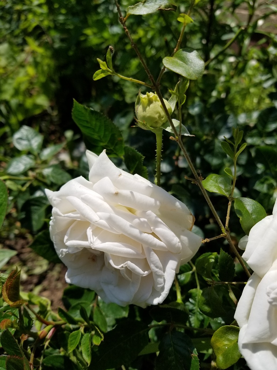 white  rose  flower free photo