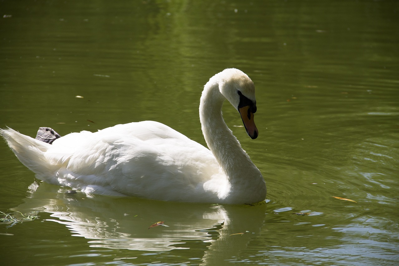 white  swan  lake free photo