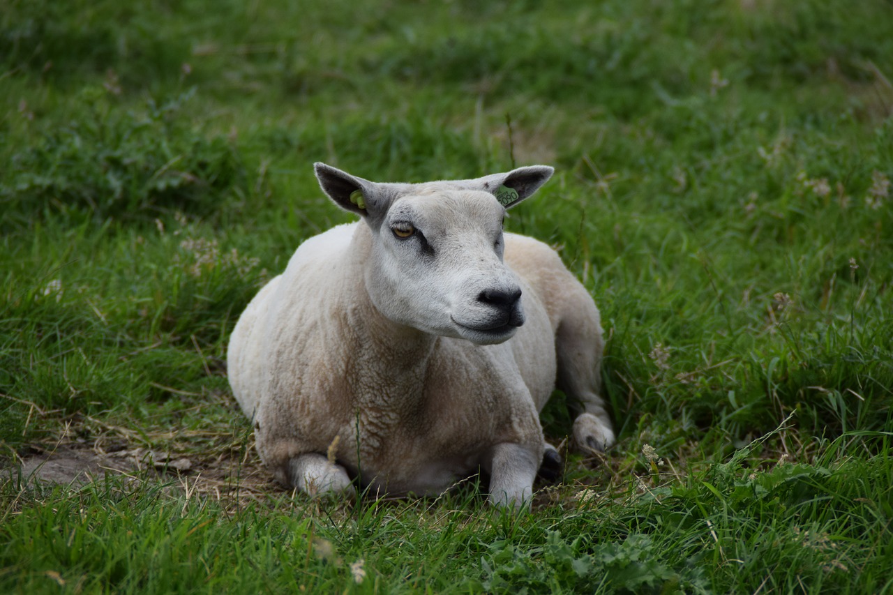 white  sheep  wool free photo