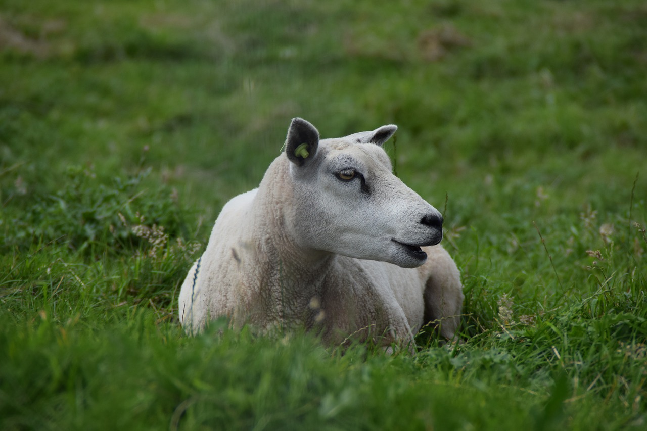 white  sheep  wool free photo