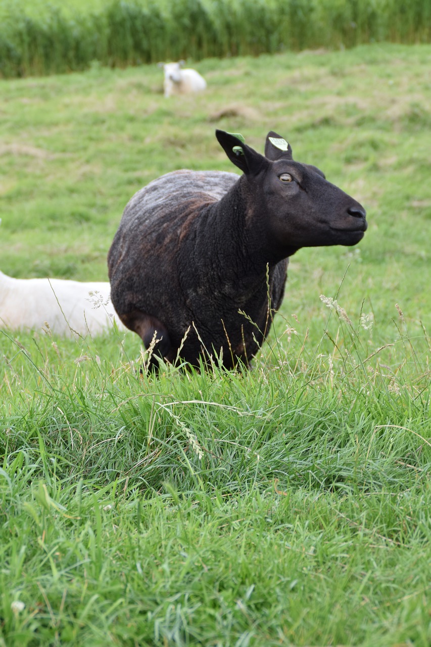 white  sheep  wool free photo