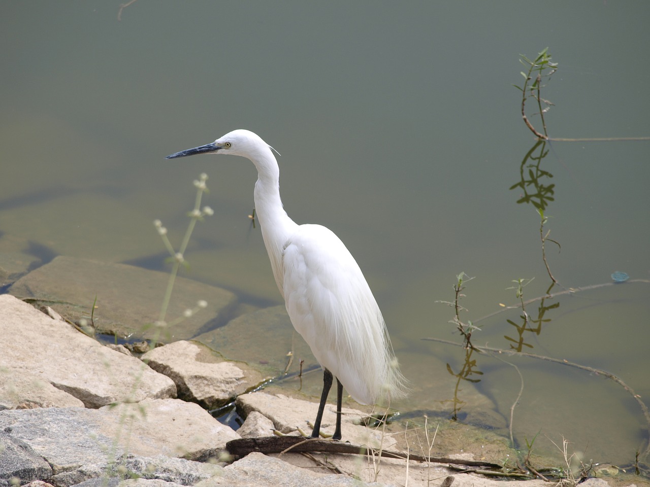 white  nature  bird free photo