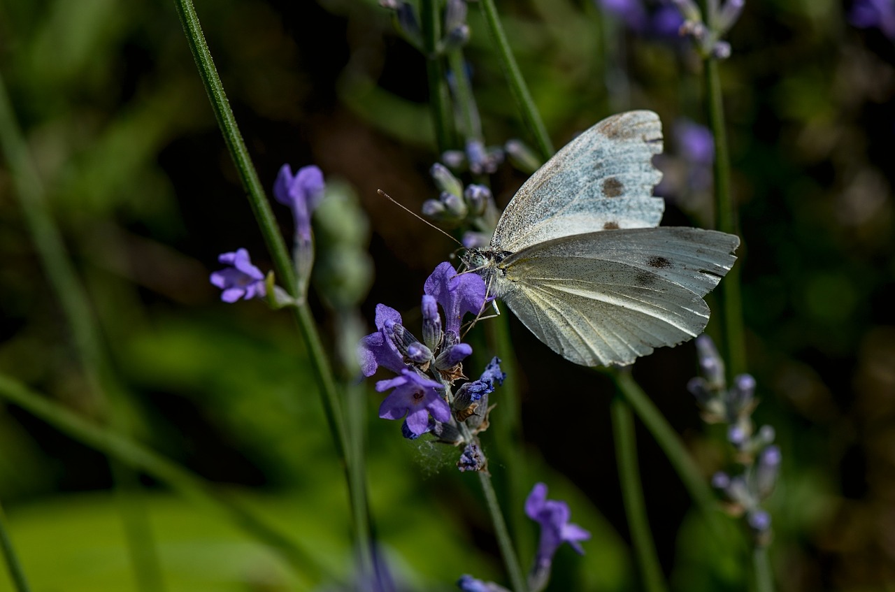 white  butterfly  insect free photo