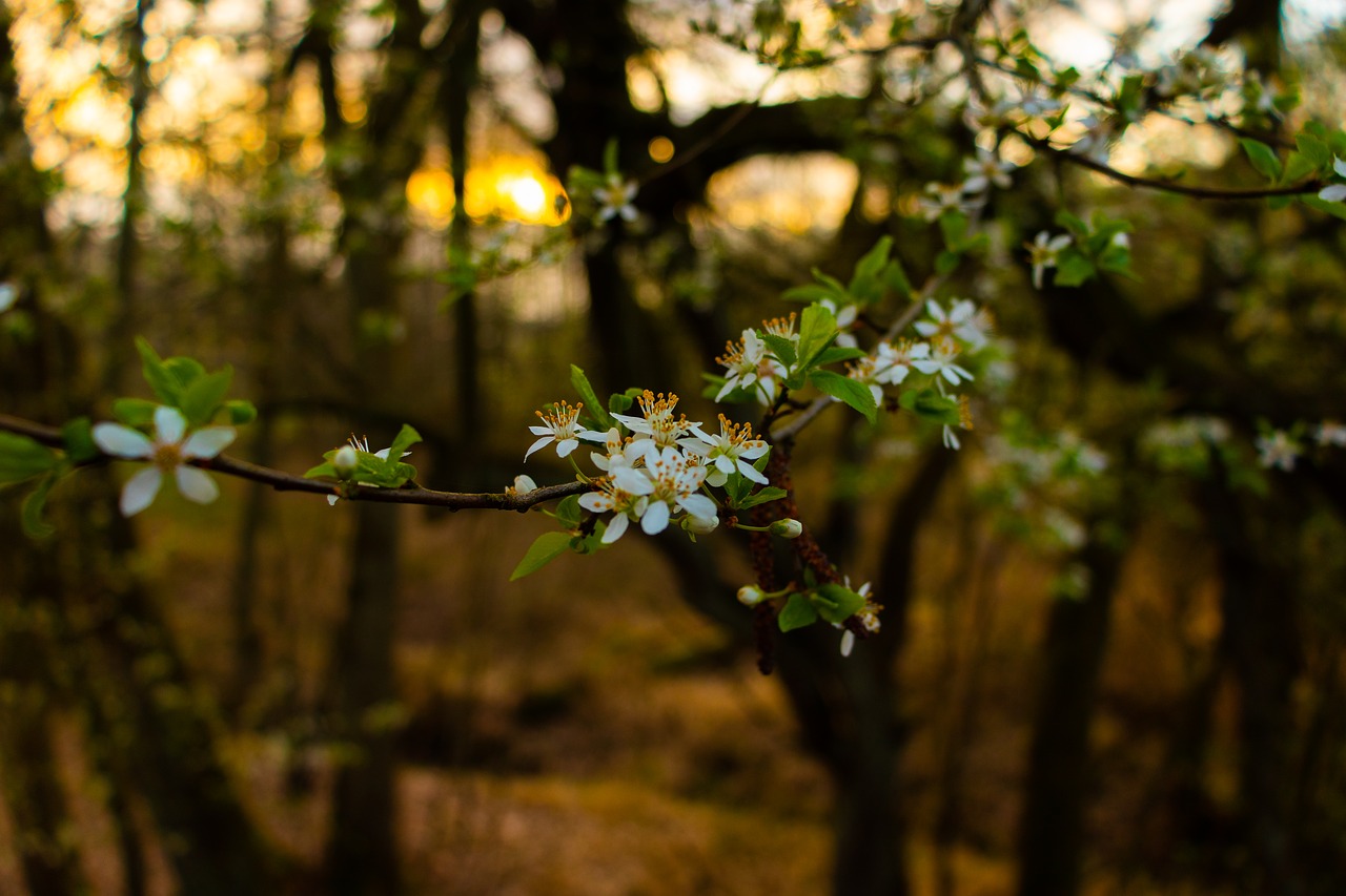 white  flowers  tree free photo