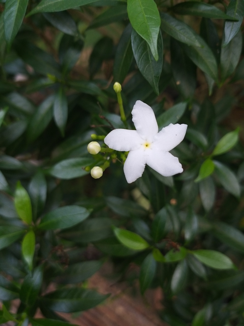 white  flower  blossom free photo