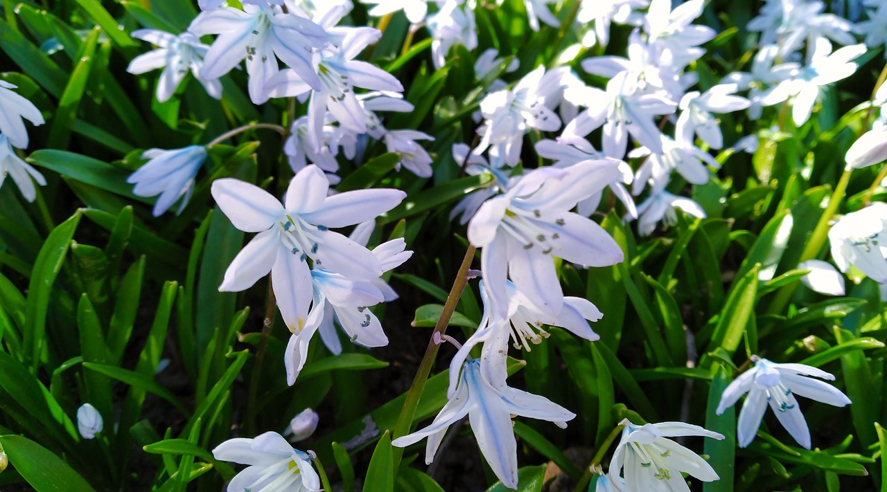 white  flower  garden free photo