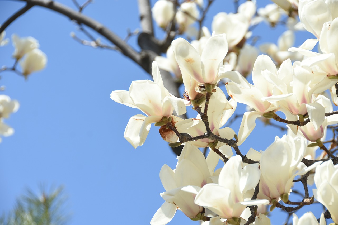 white  magnolia  white flower free photo