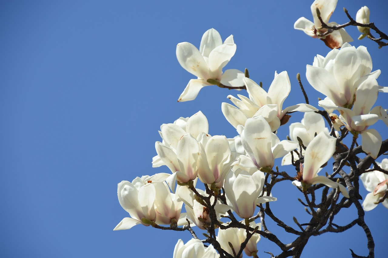 white  magnolia  white flower free photo