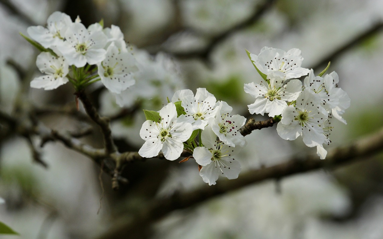 white  flowering tree  spring free photo