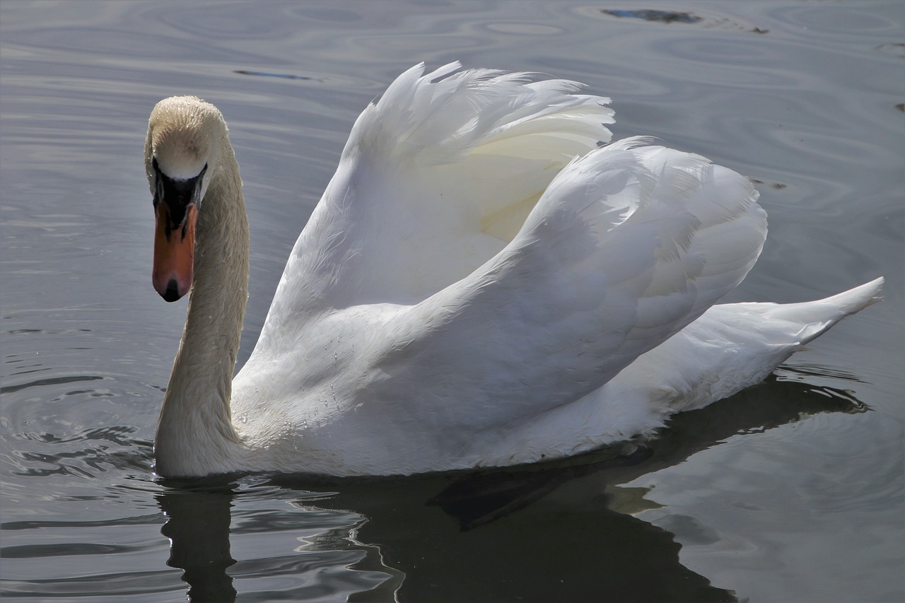 white  mute swan  plumage free photo