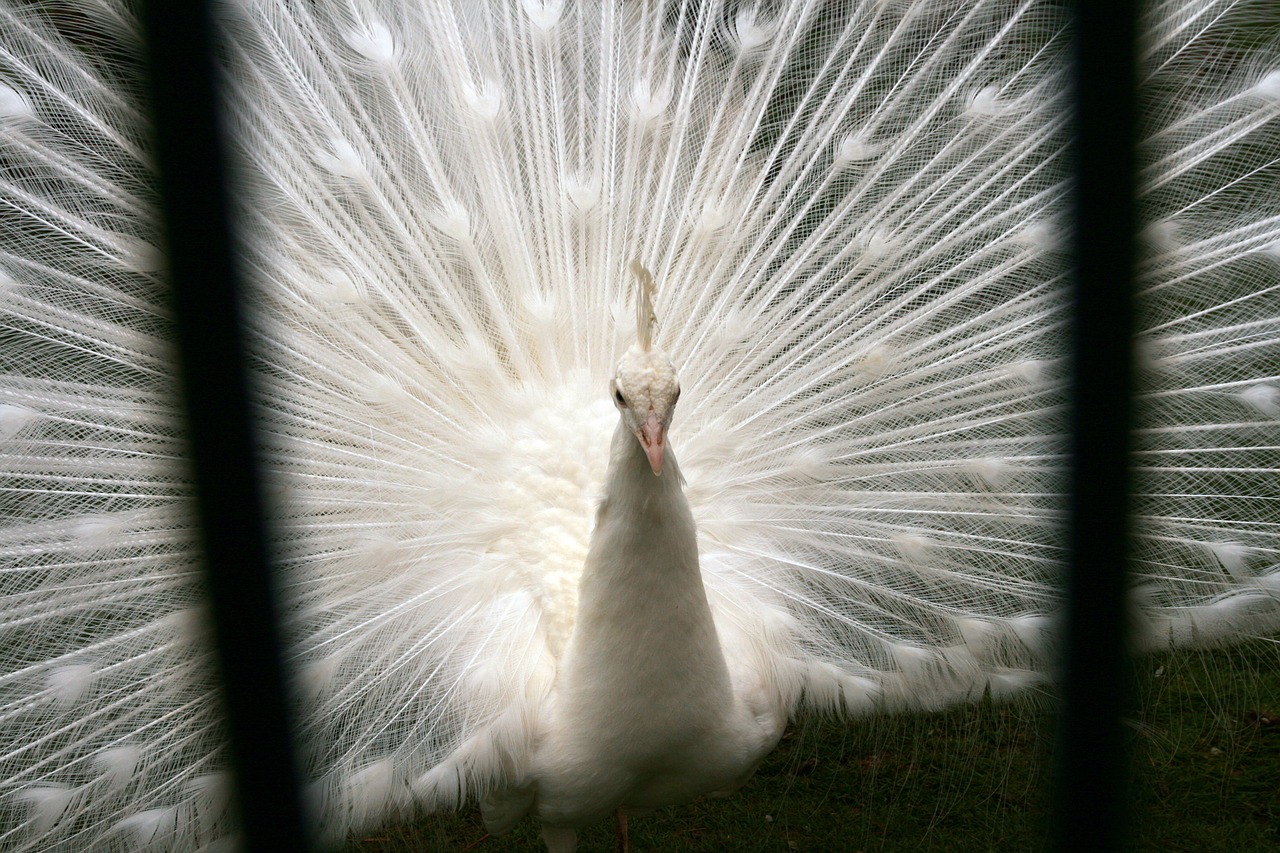 white  bird  nature free photo