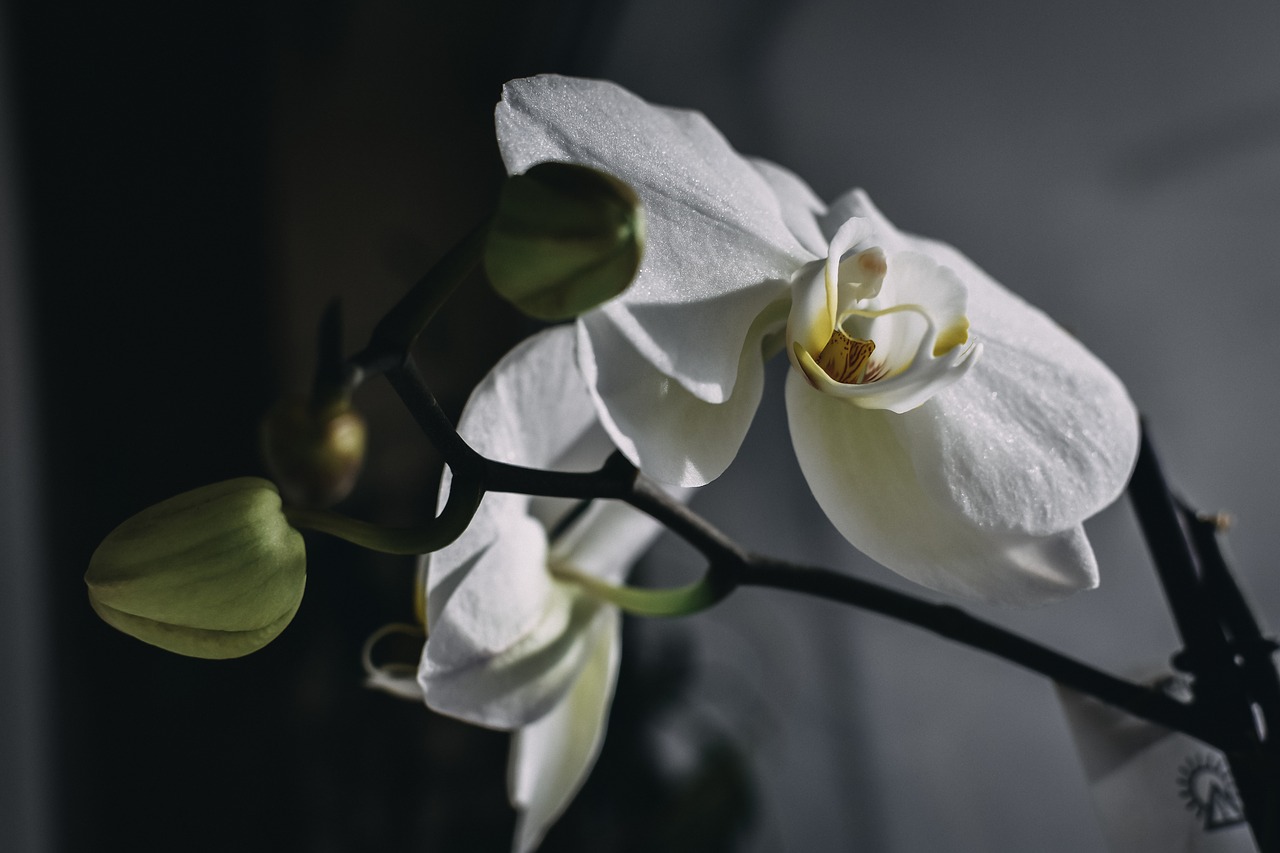 white  orchid  bloom free photo