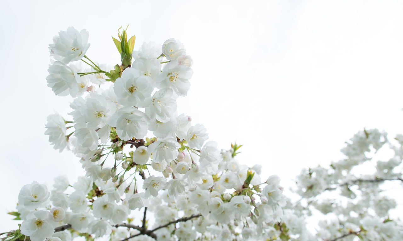 white  blossom  spring free photo