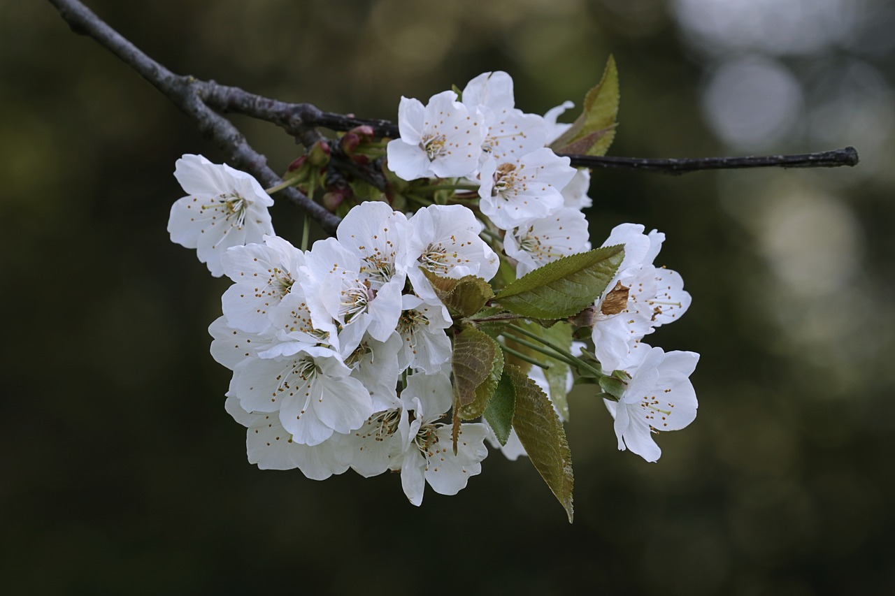 white  petals  cherry free photo