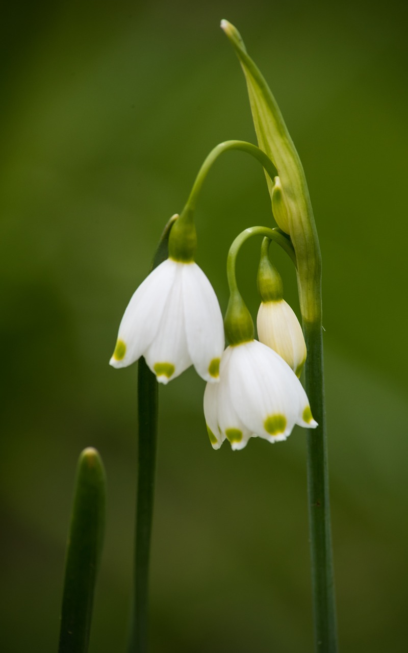 white  flowers  leaves free photo