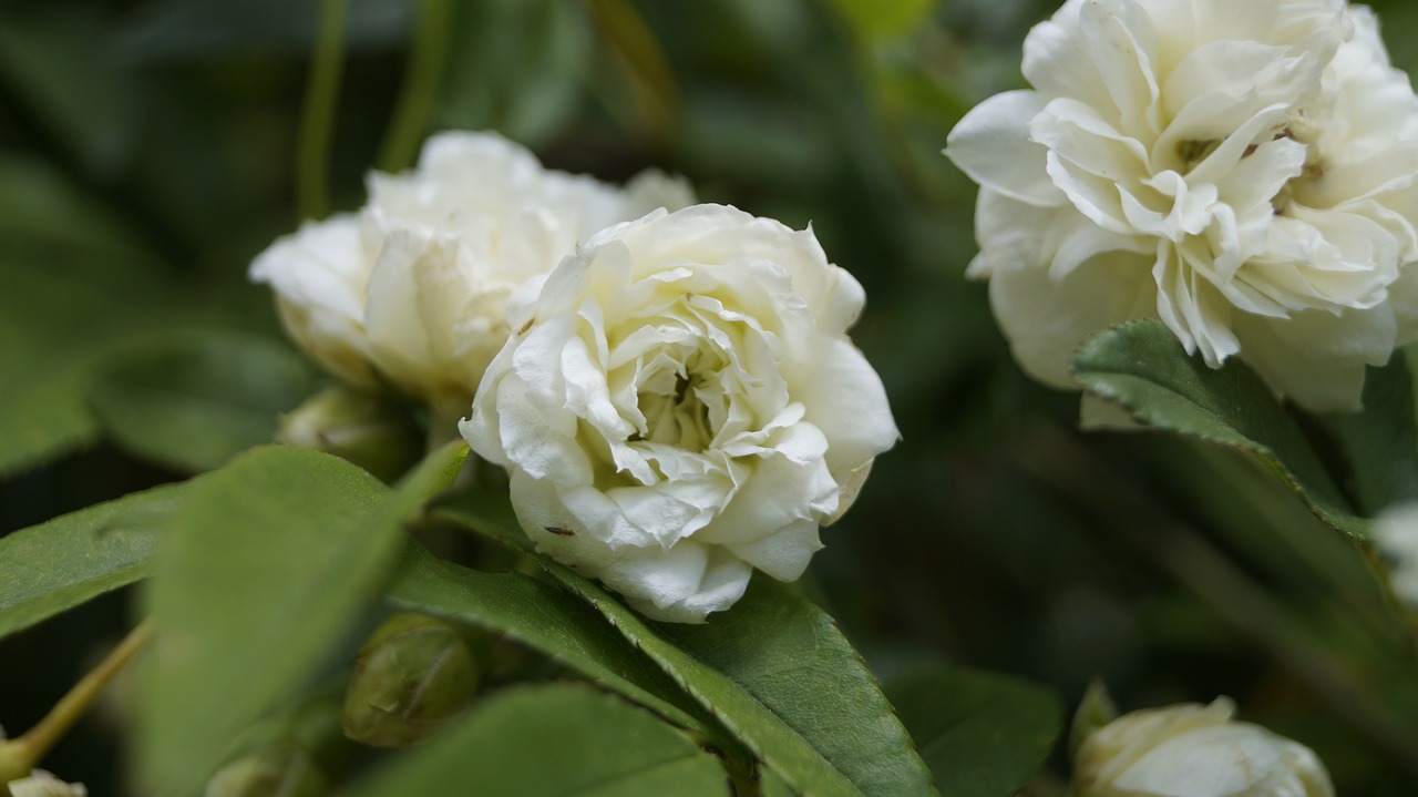 white  bloom  flower free photo