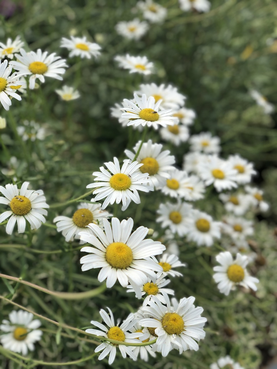 white  bloom  spring free photo