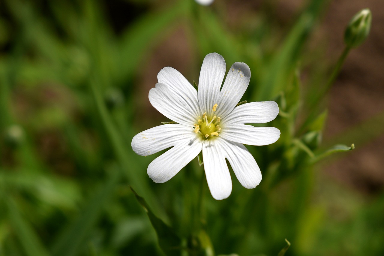 white  flower  bulgaria free photo