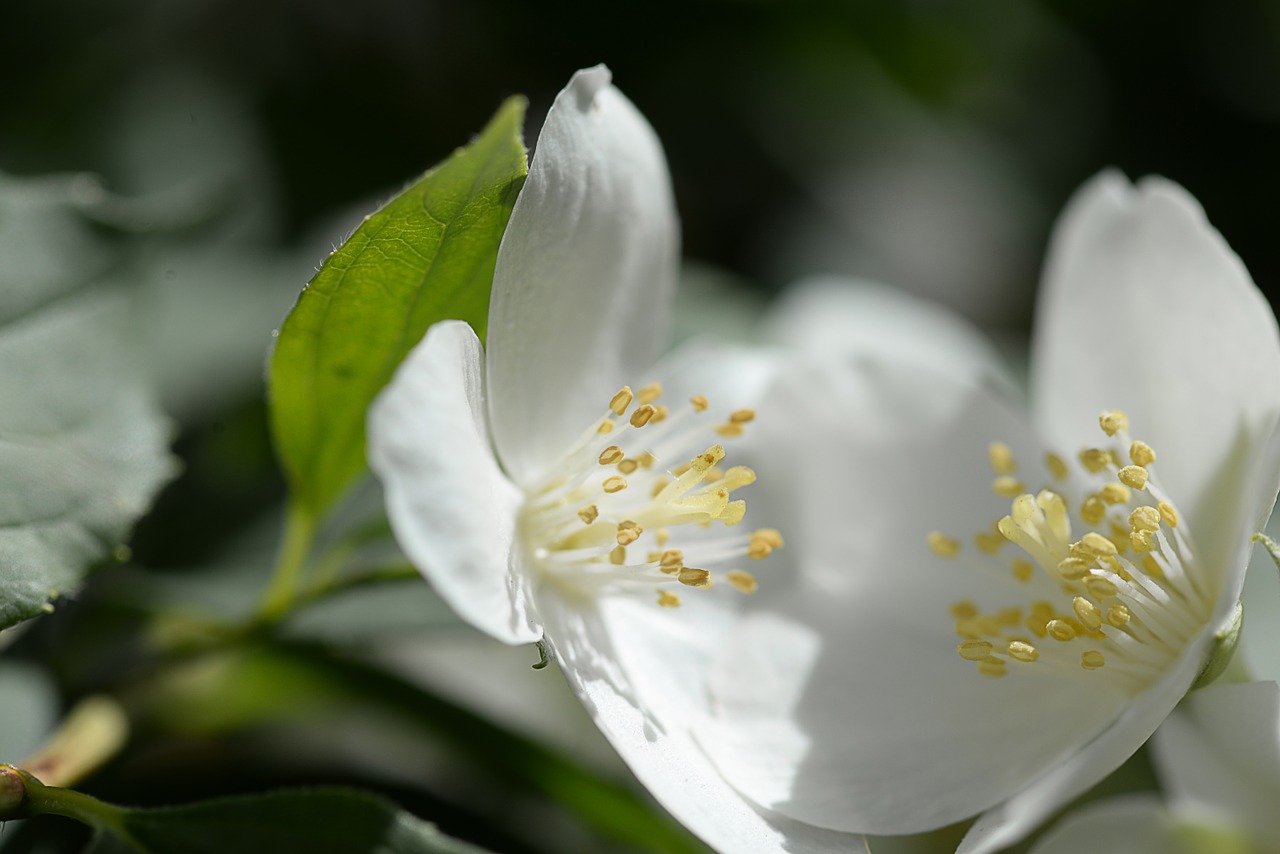 white bloom blossom free photo