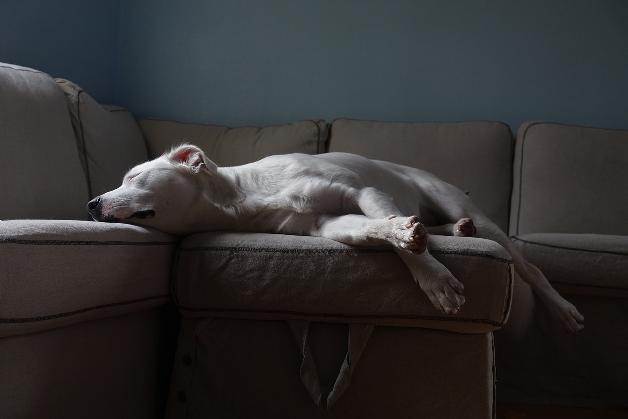 white  dog  couch free photo