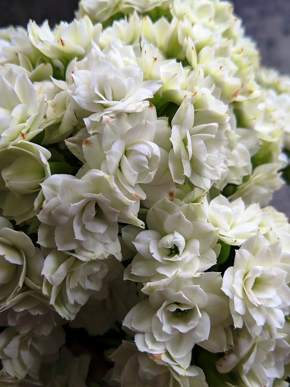 white  flowers  bloom free photo