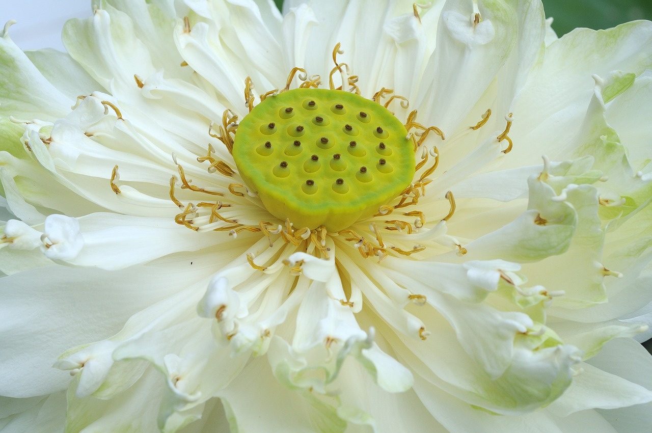 white  lotus  stamen free photo