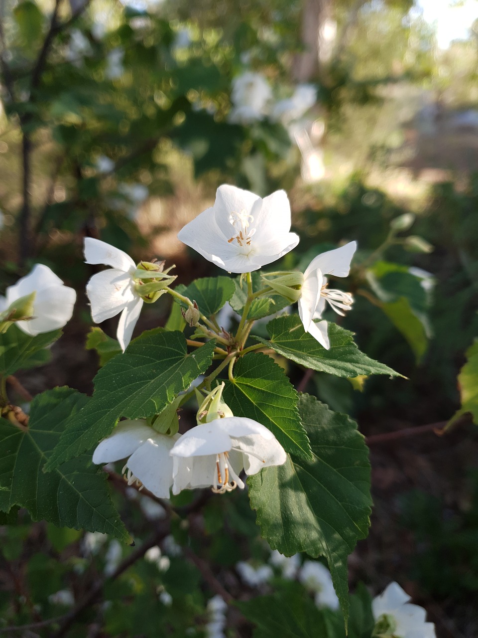 white  flower  plant free photo