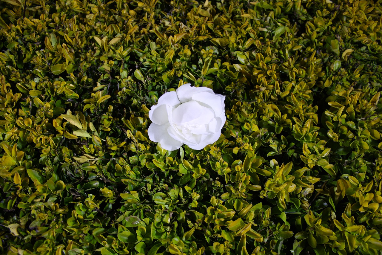 white  rose  flower free photo