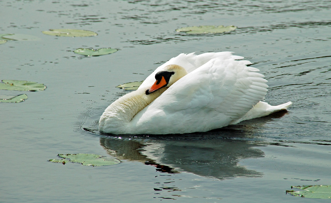 white  swan  water free photo