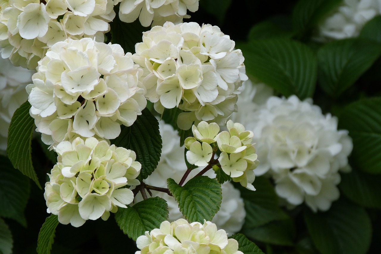 white  flower  spring free photo