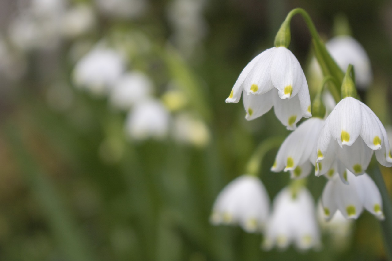 white  floral  garden free photo