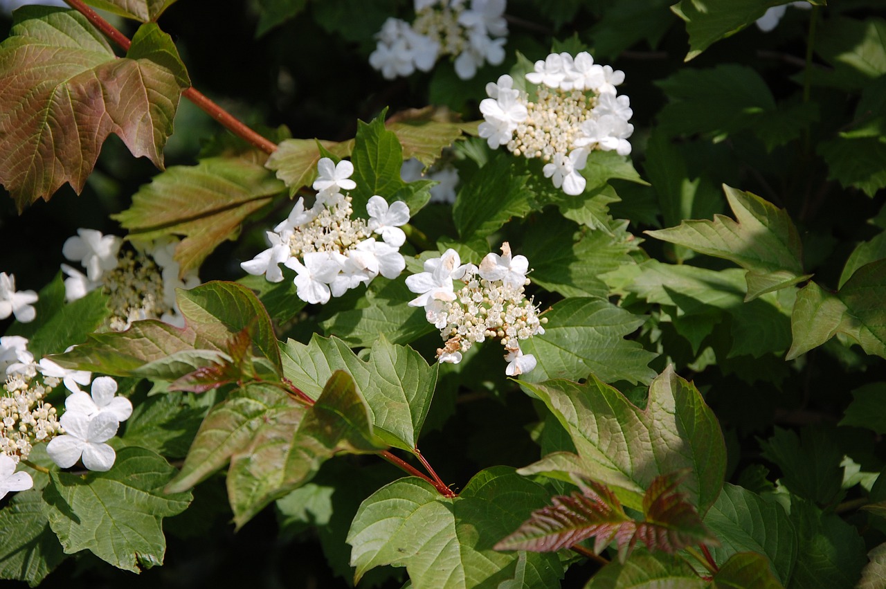 white  flower  sheet free photo