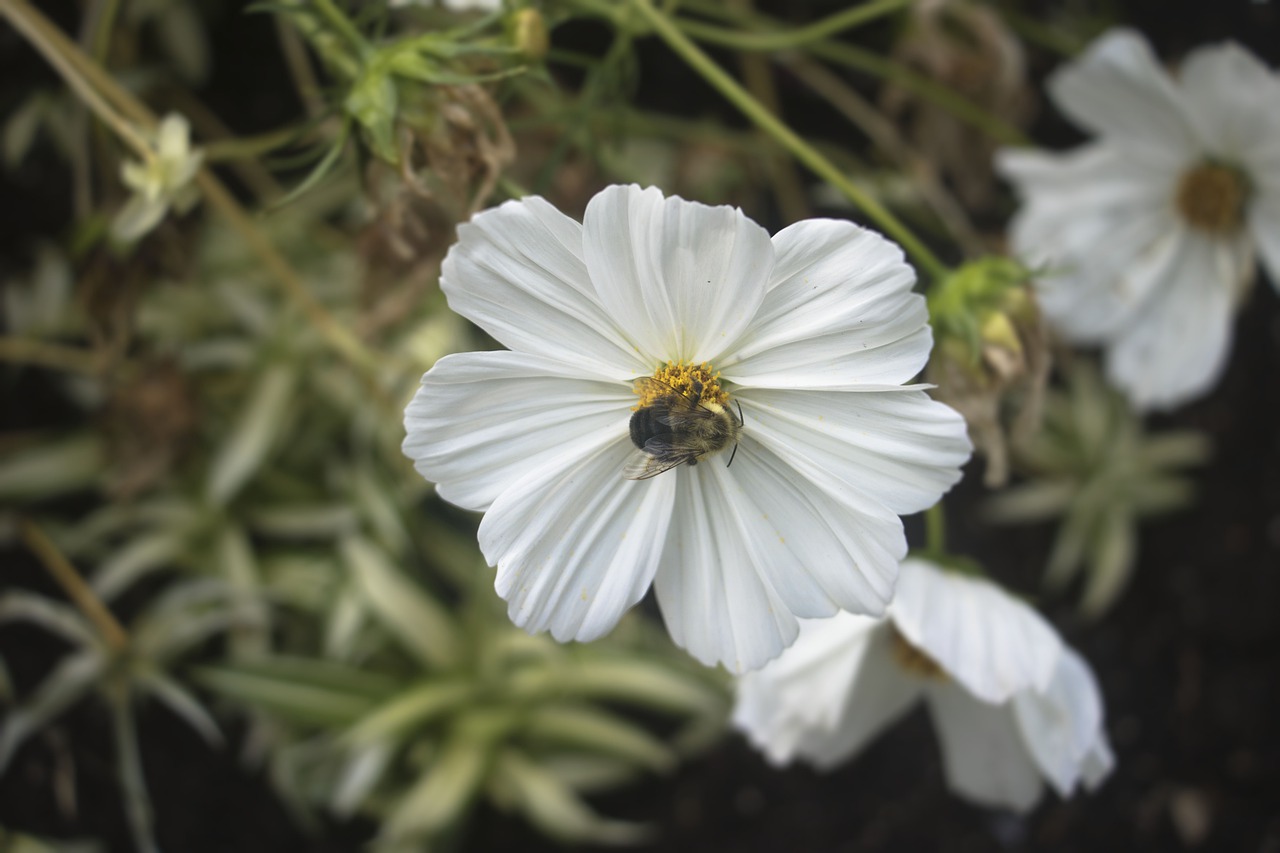 white  yellow  bee free photo