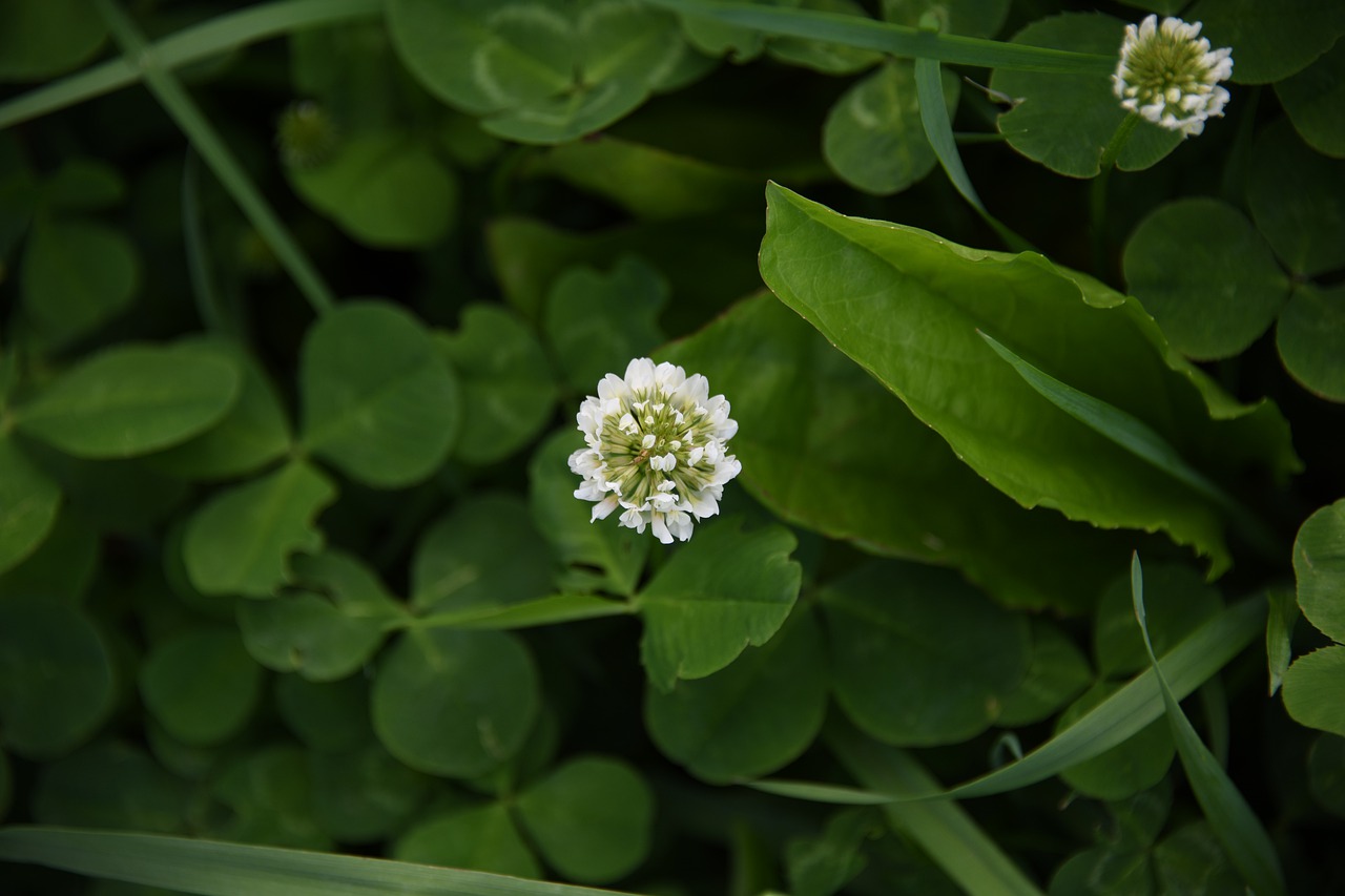 white  clover  plant free photo