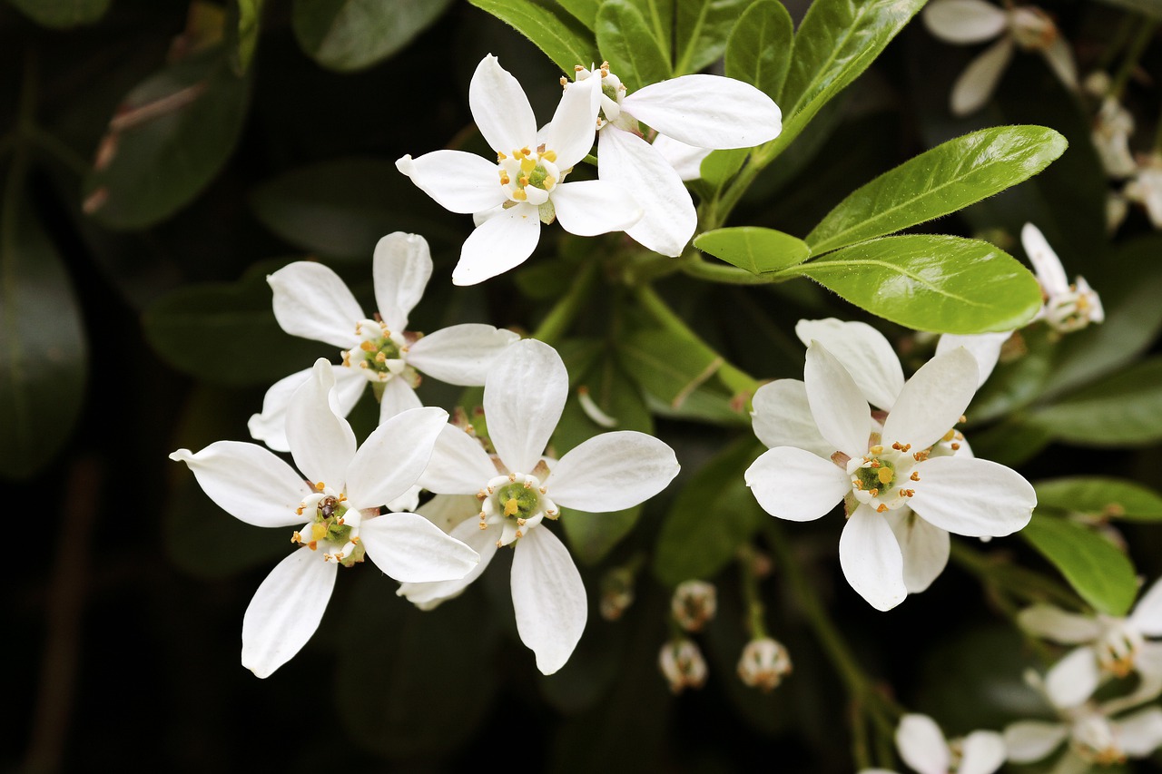 white  flowers  grass free photo