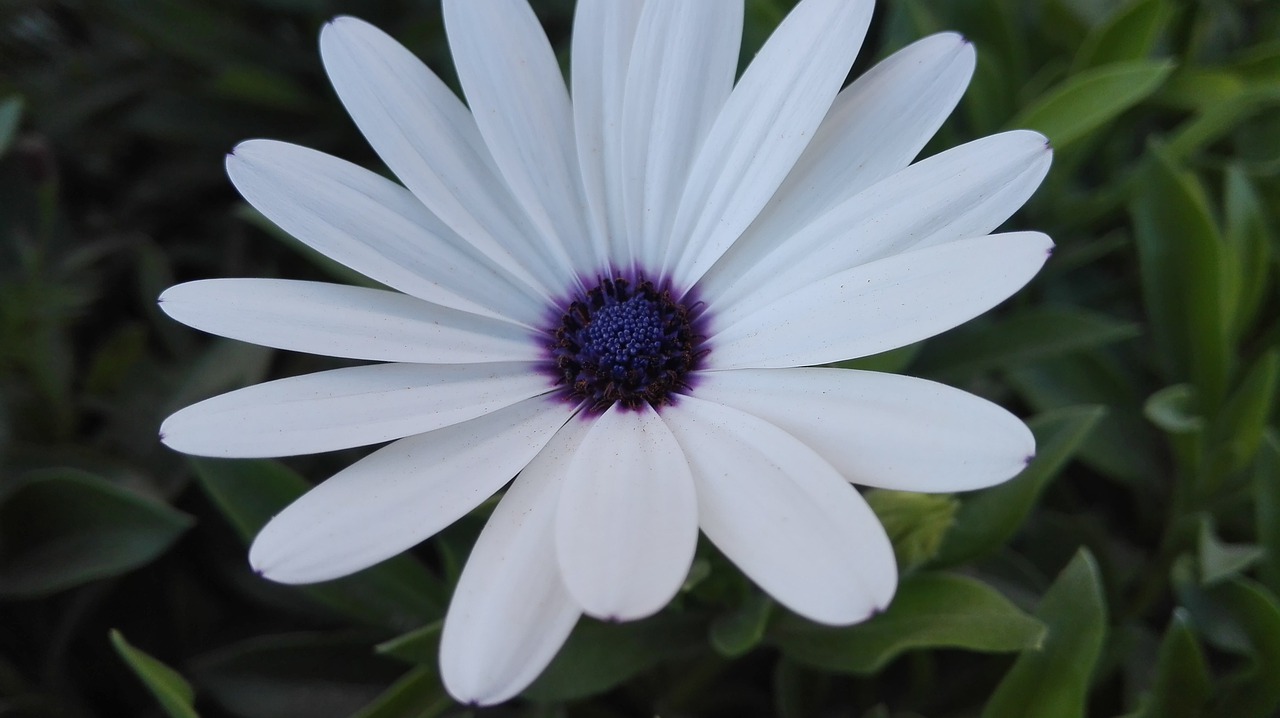 white  flower  garden free photo