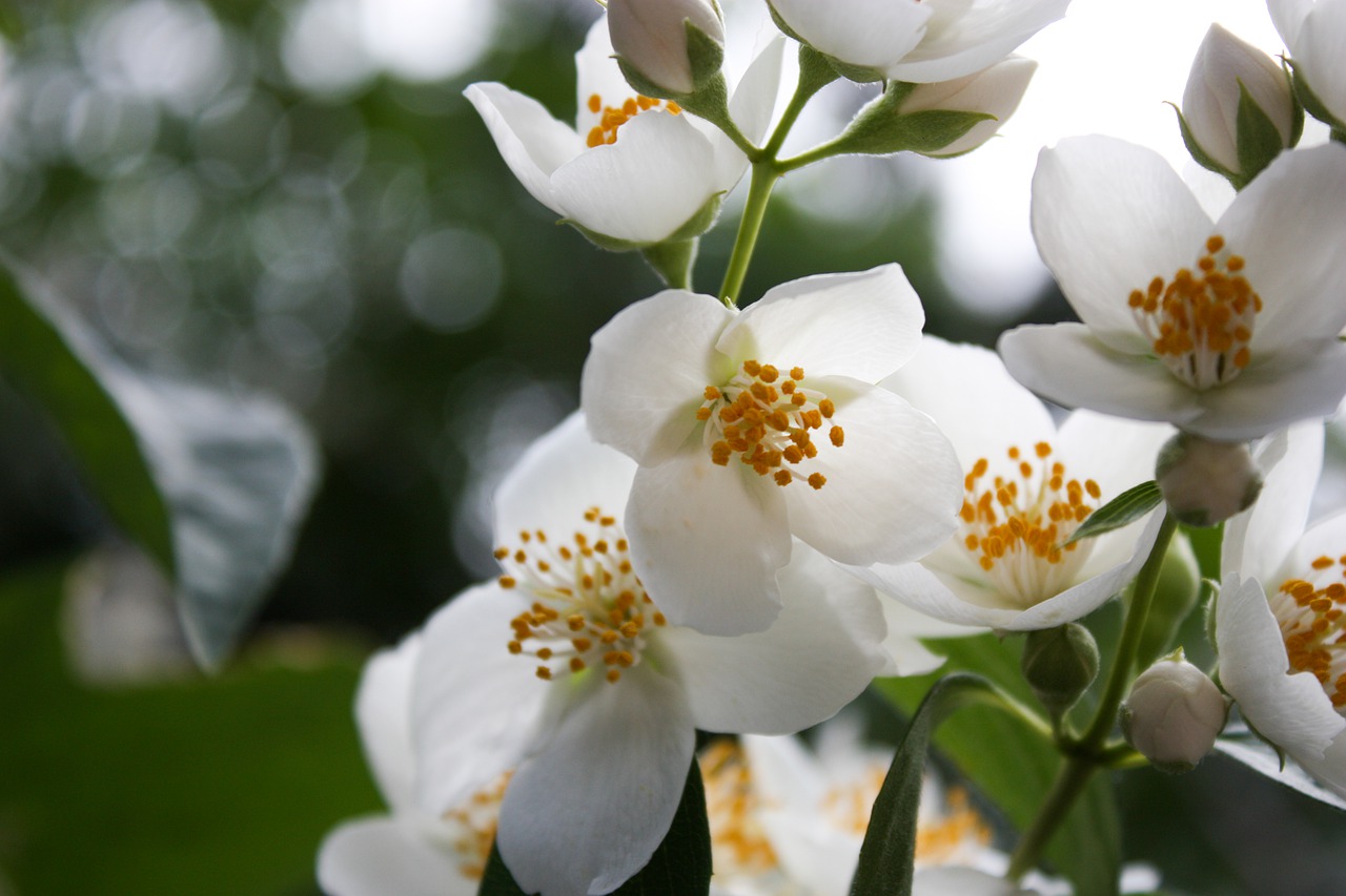 white  jasmine  nature free photo