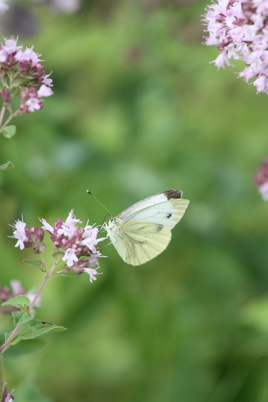 white  oregano  blossom free photo