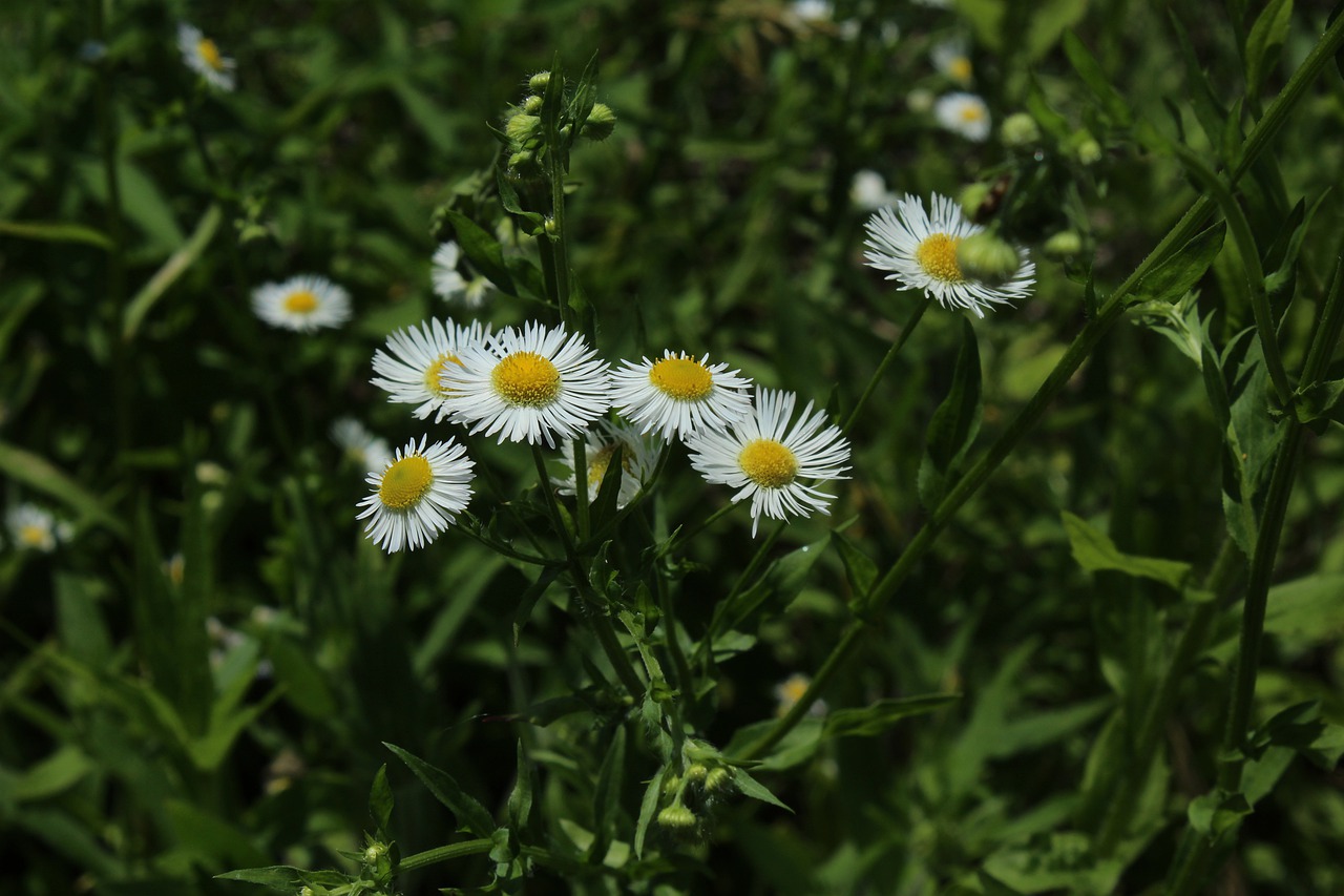 white  daisy  flower free photo