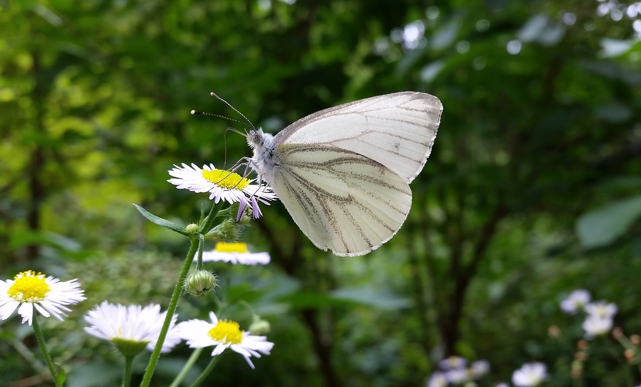 white  butterfly  nature free photo
