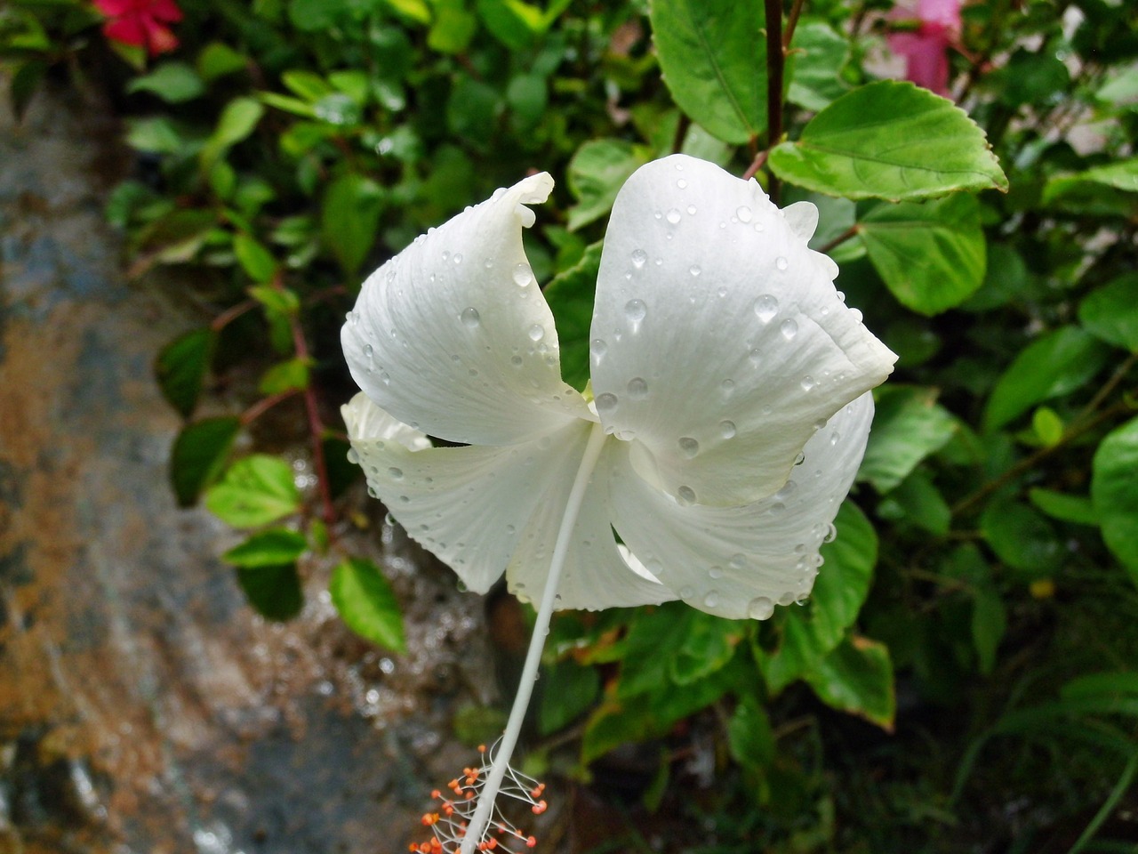 white hibiscus rosa free photo